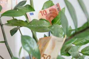 BVP augs – Kas vyksta Kaune