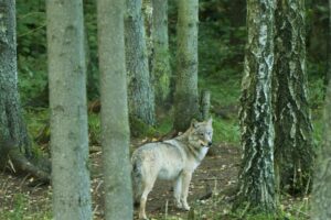Šiam medžioklės sezonui siūloma nustatyti 341 vilko sumedžiojimo limitą