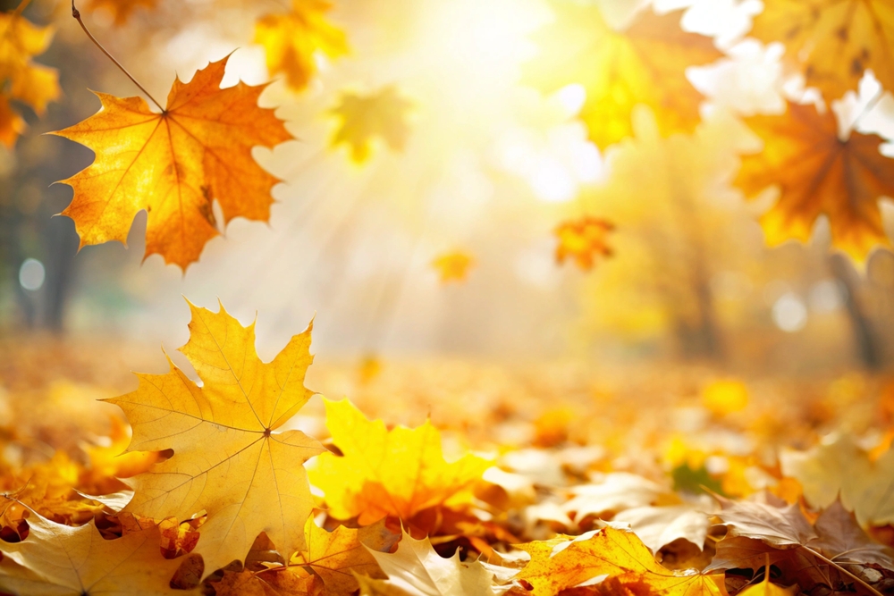kaip efektyviai panaudoti nukritusius lapus? – Kas vyksta Kaune
